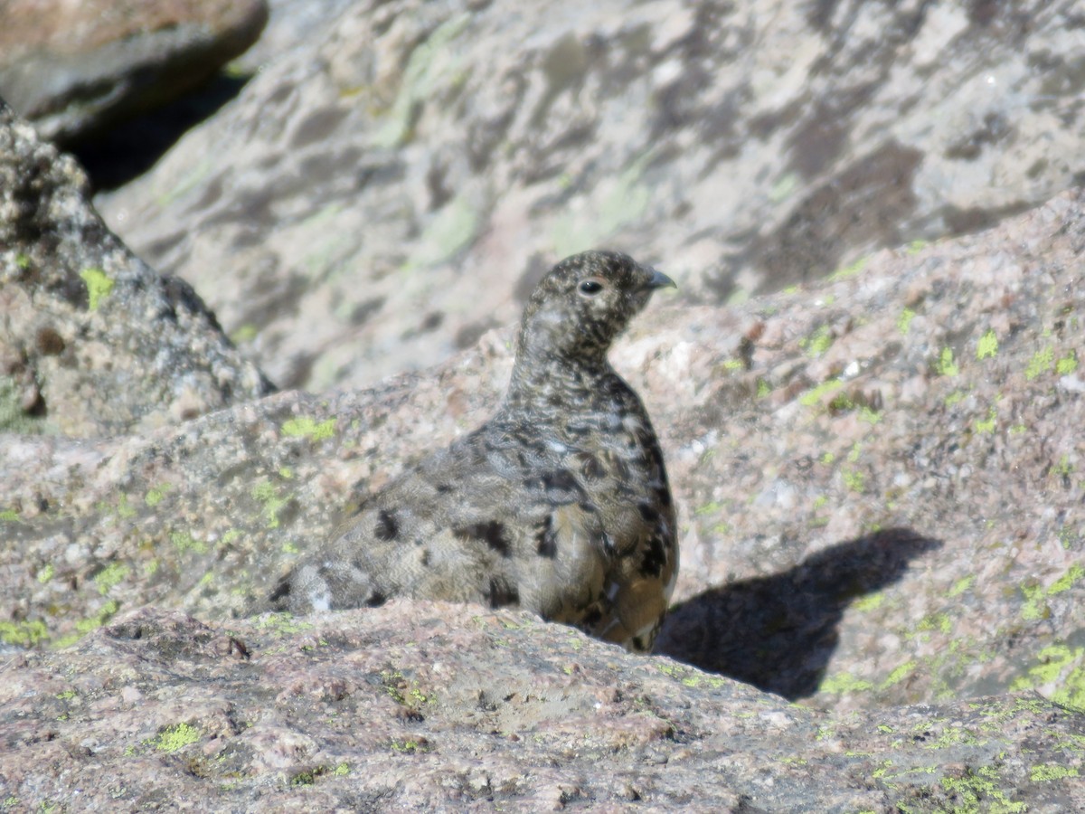 White-tailed Ptarmigan - ML641270686
