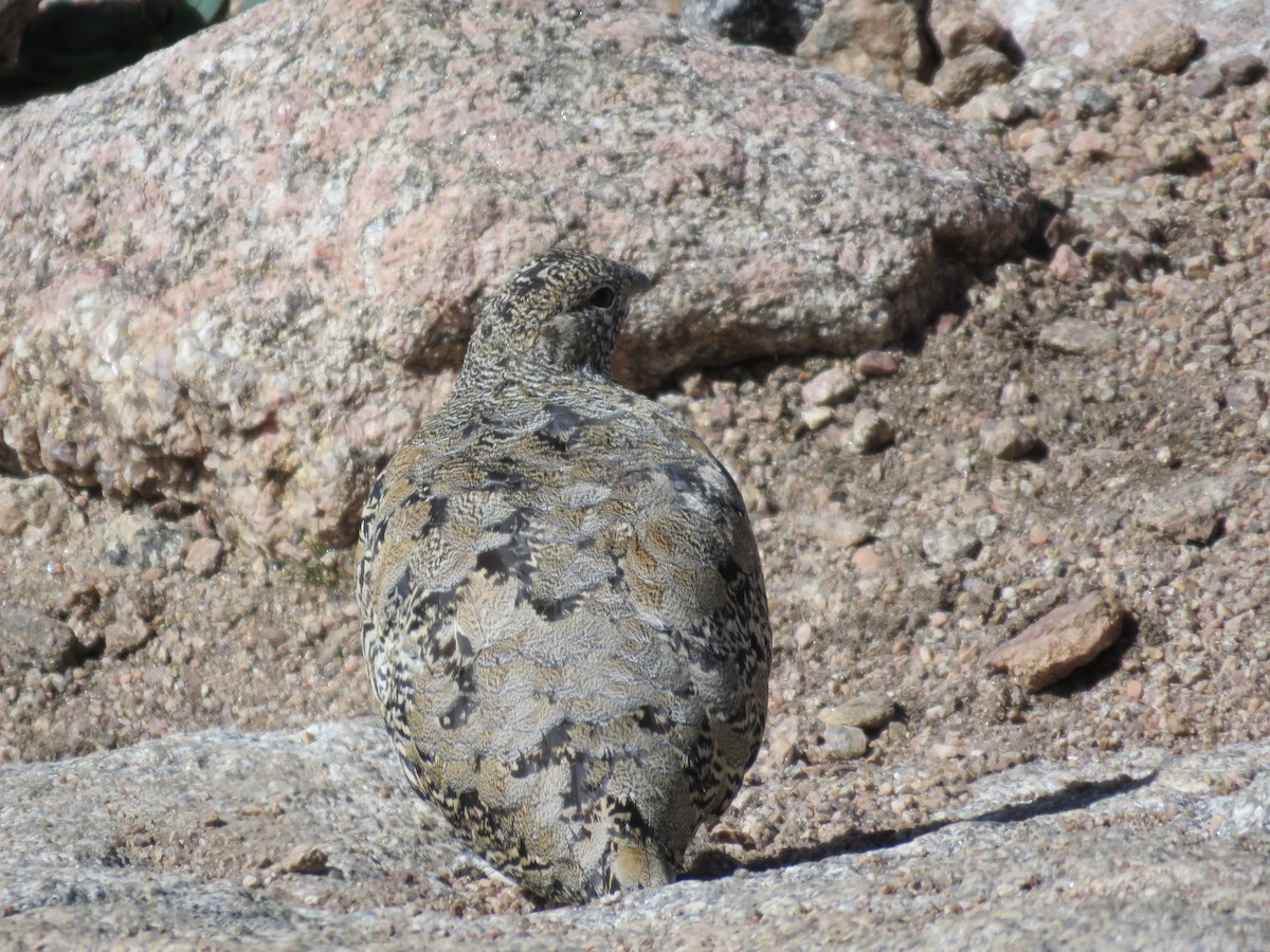 White-tailed Ptarmigan - ML641270687