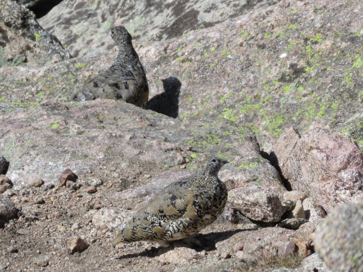 White-tailed Ptarmigan - ML641270688