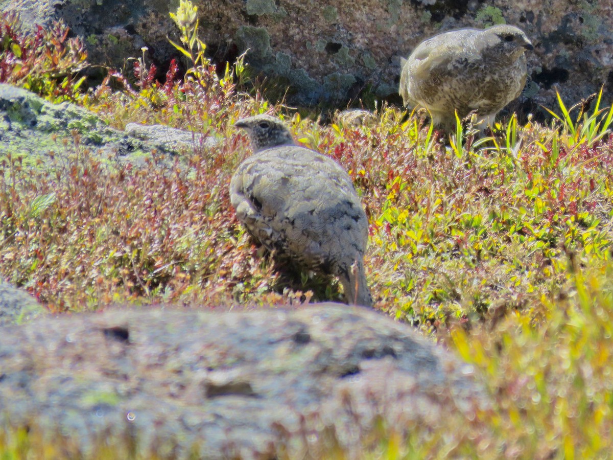 White-tailed Ptarmigan - ML641270689