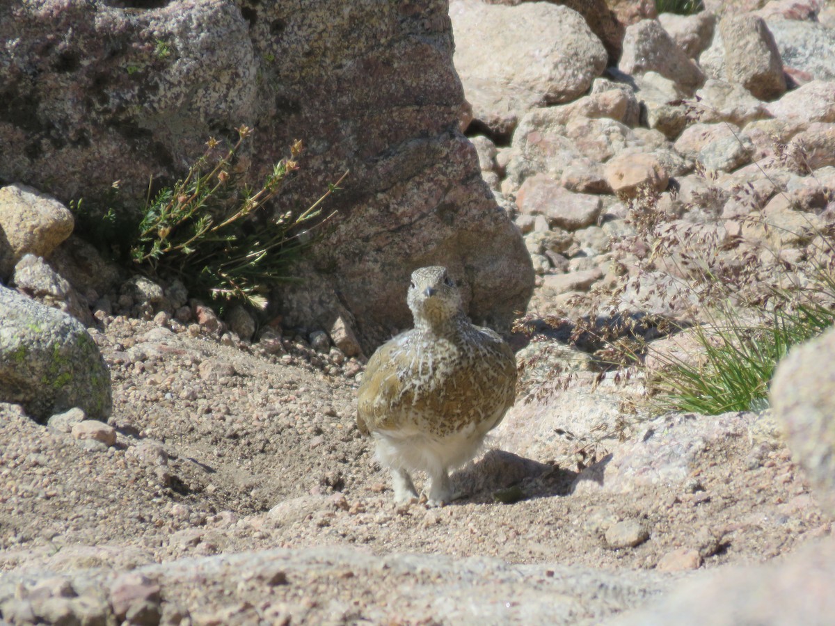 White-tailed Ptarmigan - ML641270690