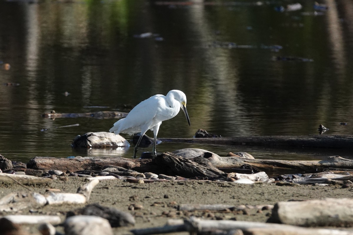 Snowy Egret - ML641270709