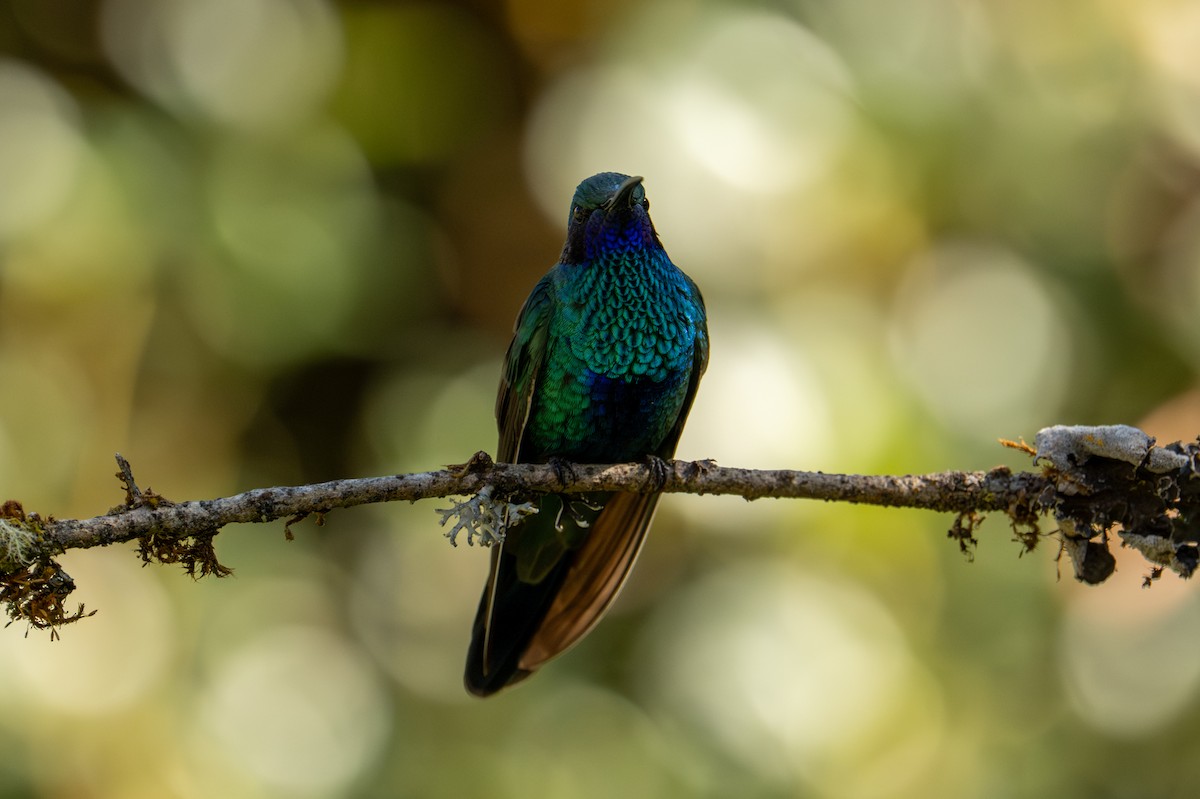 Sparkling Violetear - ML641270710