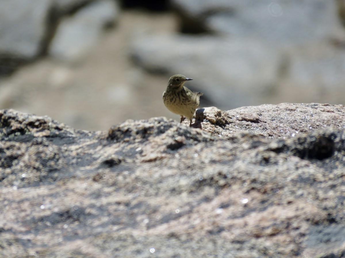 American Pipit - ML641270745