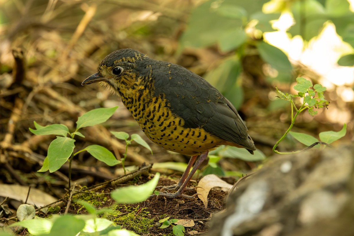 skjellmaurpitta - ML641270749