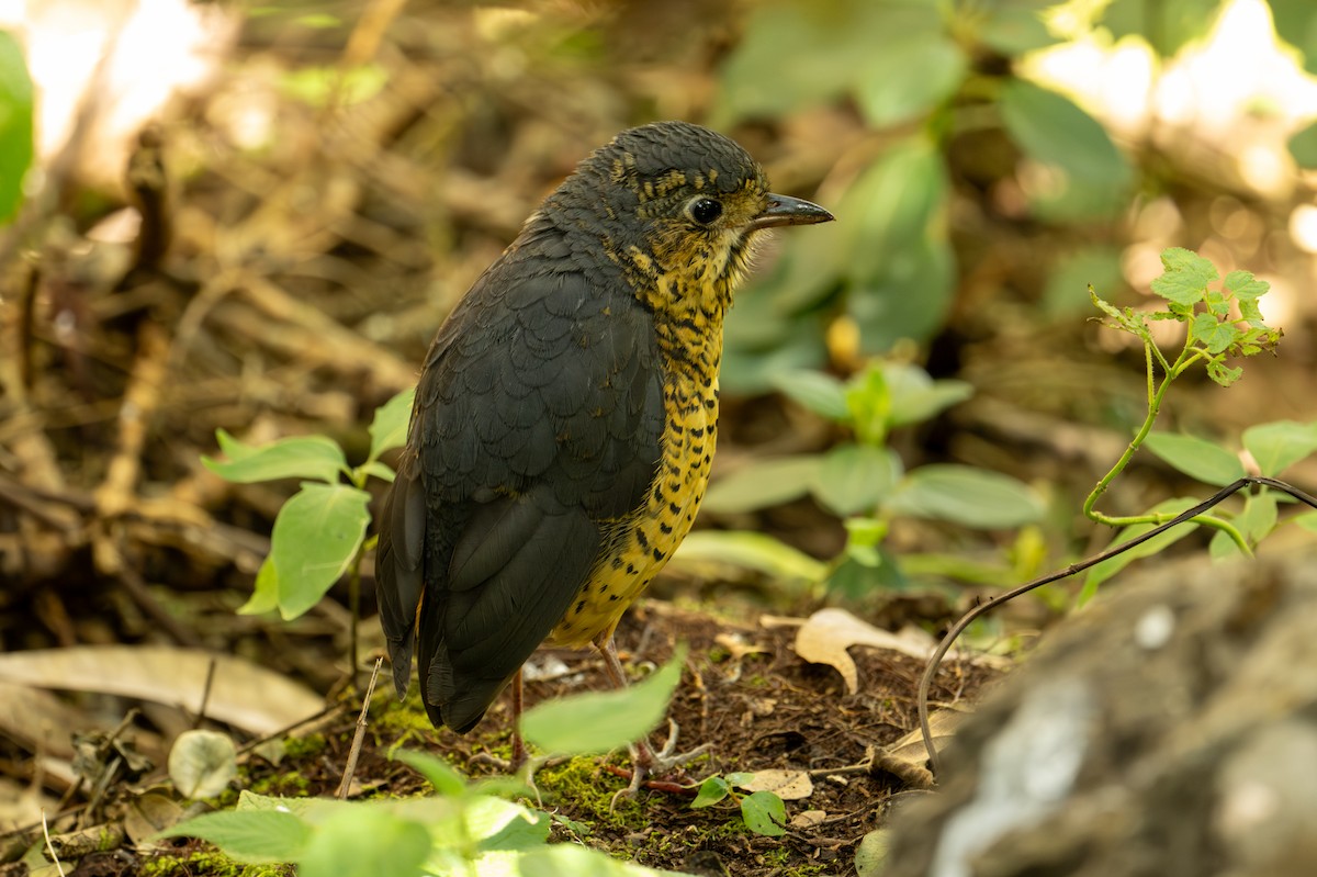 skjellmaurpitta - ML641270750