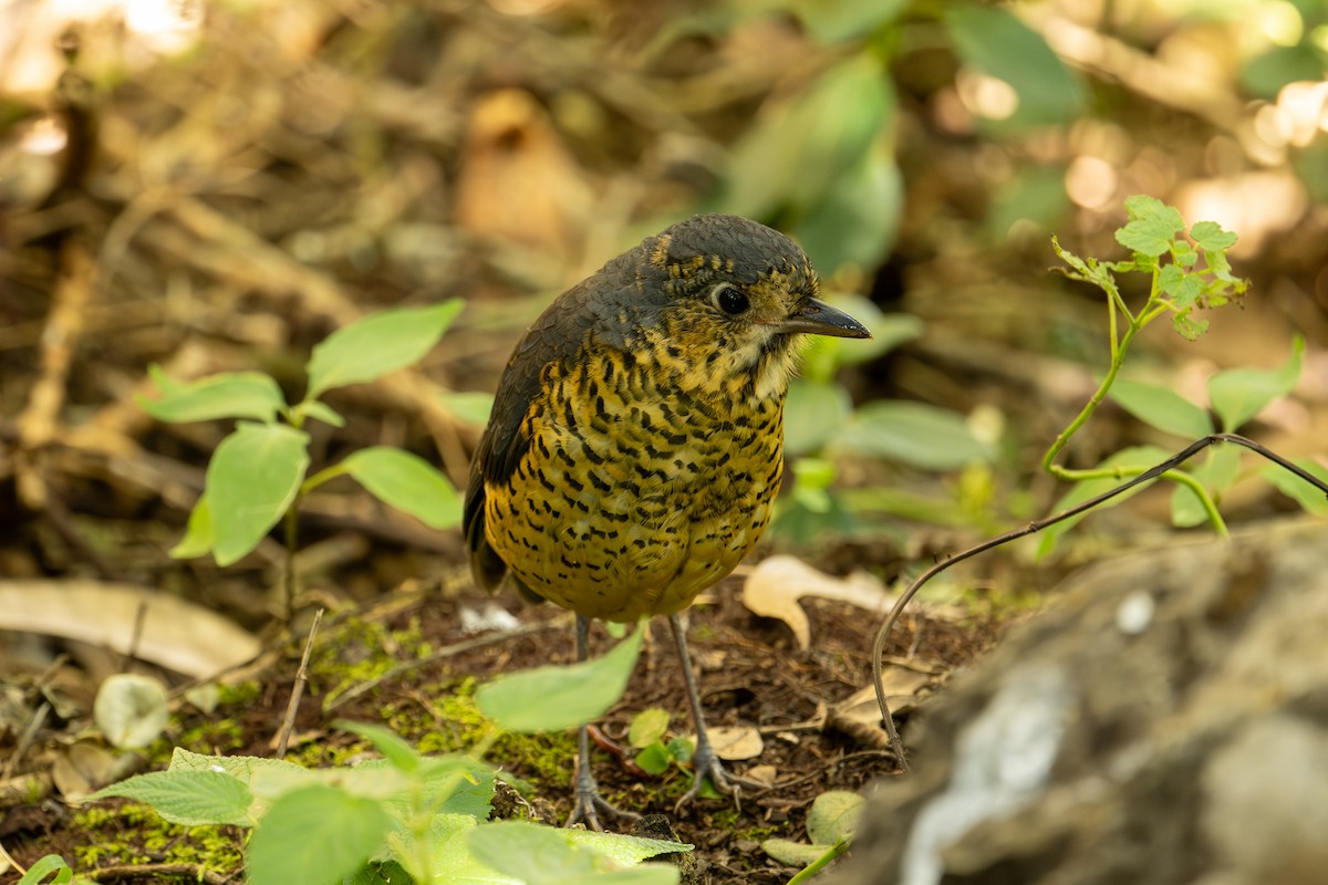 skjellmaurpitta - ML641270751