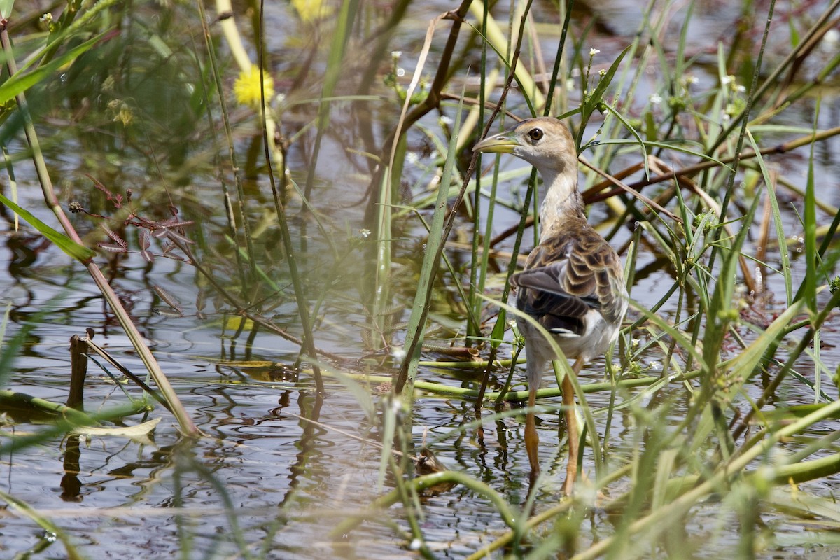 Azure Gallinule - ML641270764