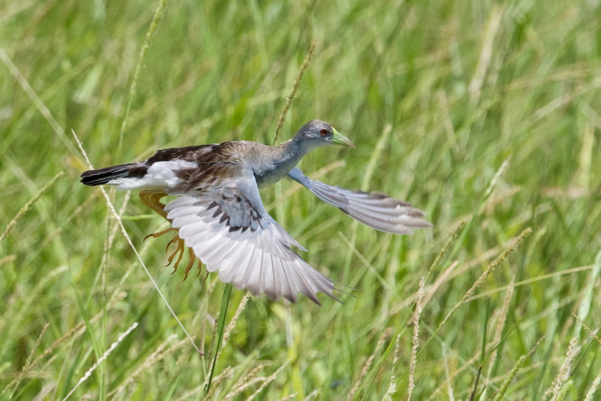 Azure Gallinule - ML641270774