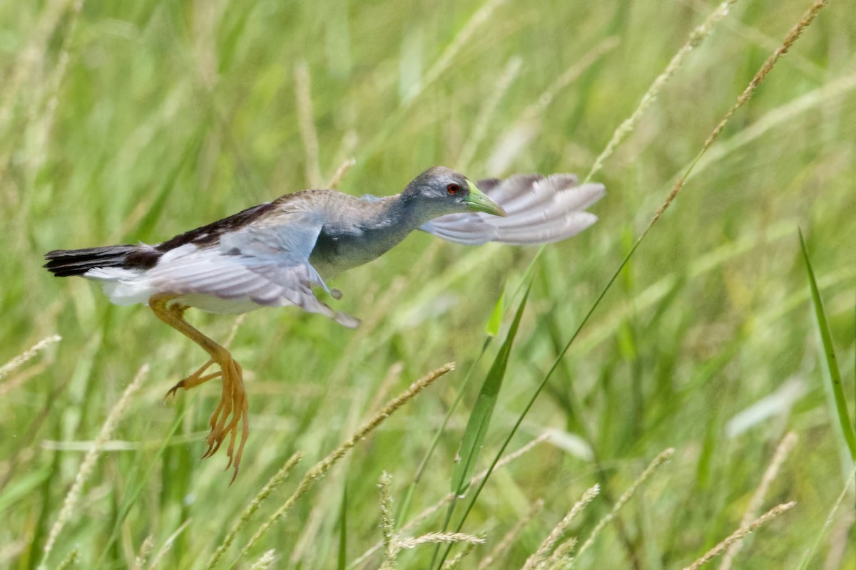 Azure Gallinule - ML641270785