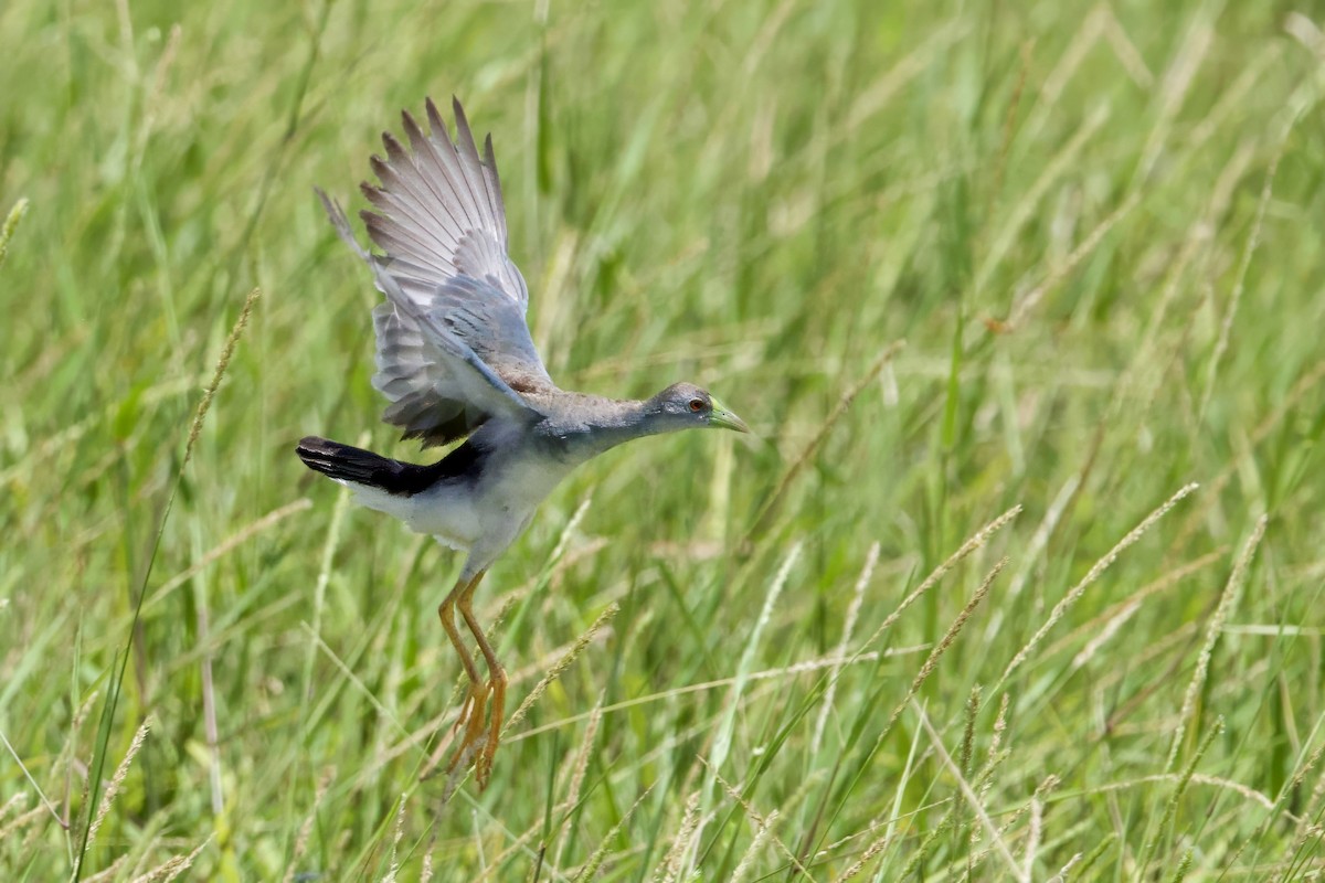 Azure Gallinule - ML641270786