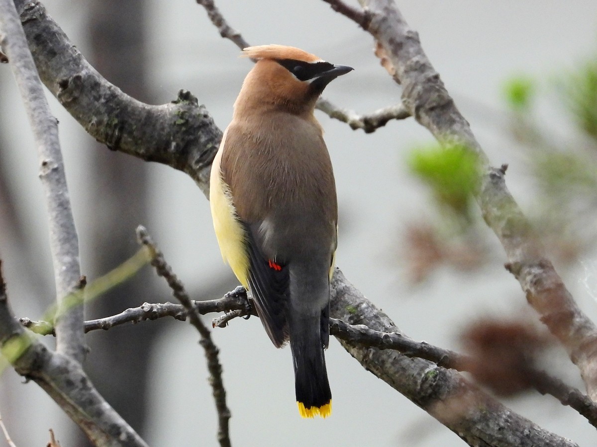Cedar Waxwing - ML641270806