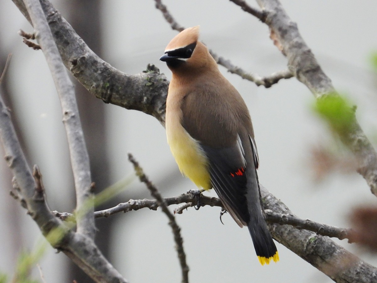 Cedar Waxwing - ML641270807