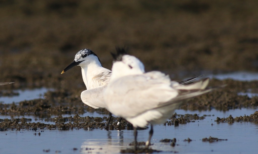 Sandwich Tern - Jeff Holmes