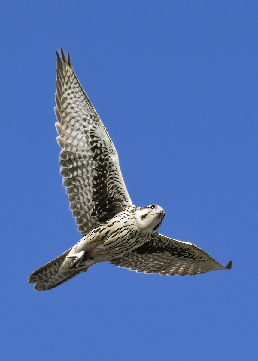 Prairie Falcon - ML641270818