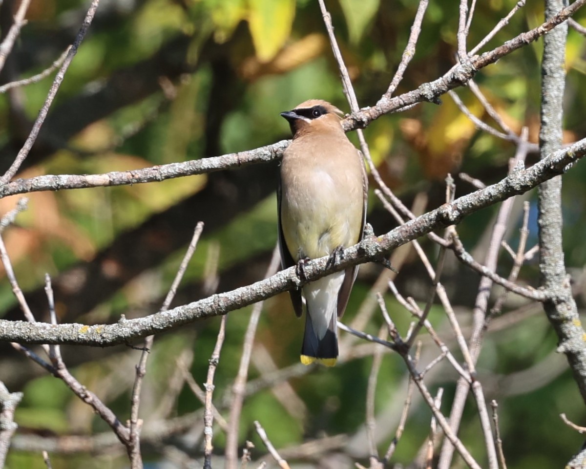 Cedar Waxwing - ML641270850
