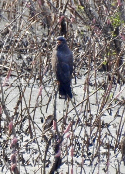 Snail Kite - ML641270877