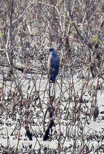 Snail Kite - ML641270878