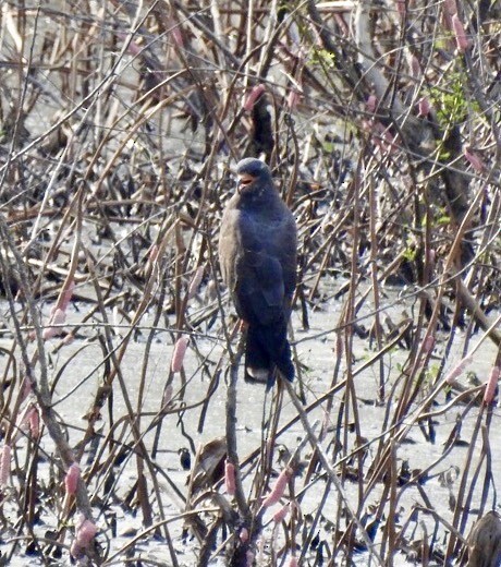Snail Kite - ML641270879