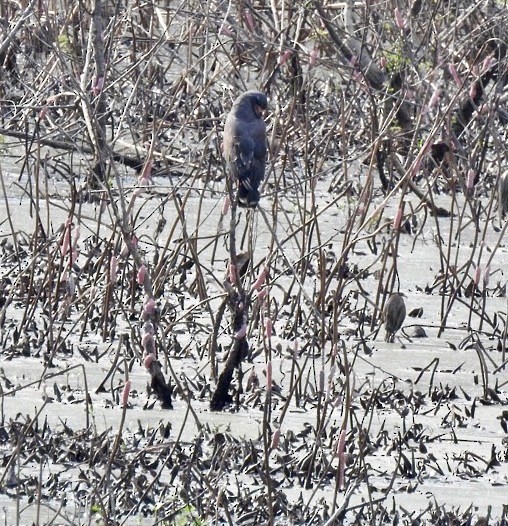 Snail Kite - ML641270880