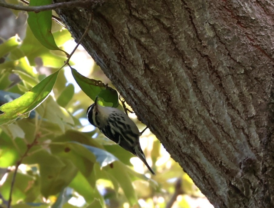 Black-and-white Warbler - ML641270890