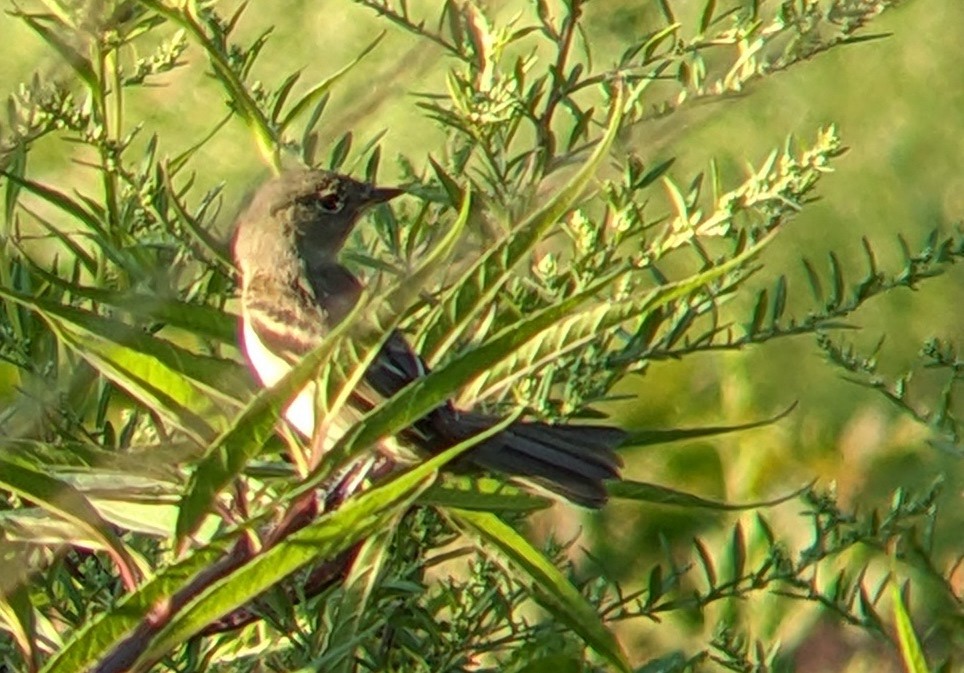 Empidonax sp. - ML641270931