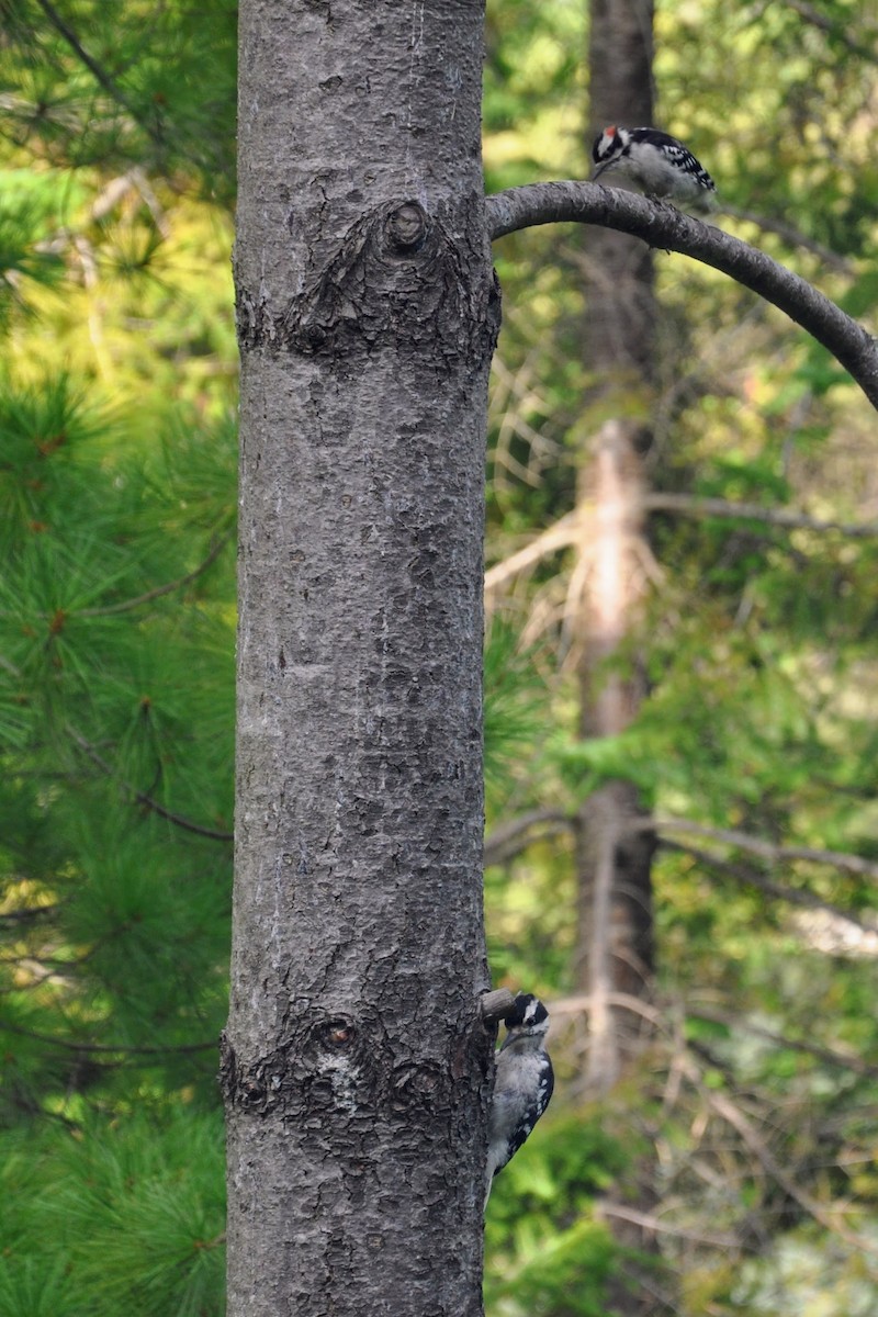 Downy Woodpecker - ML641270944