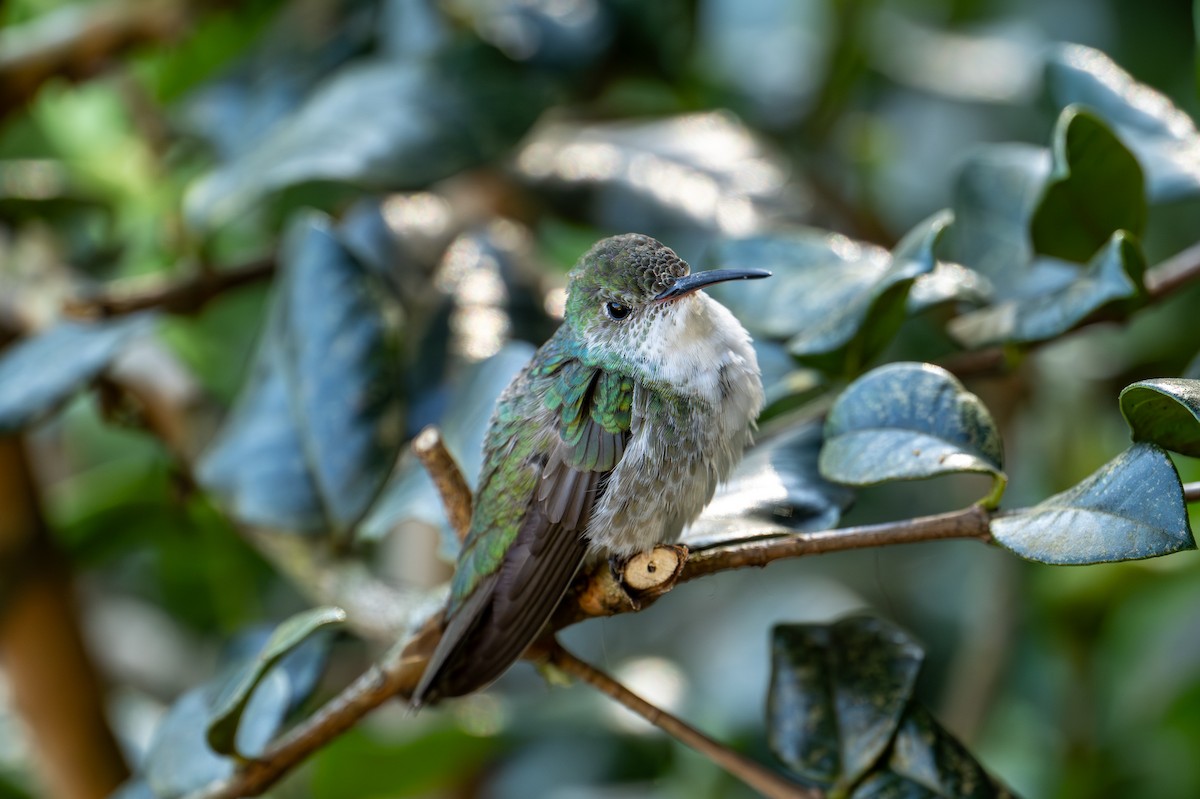 Green-and-white Hummingbird - ML641270945