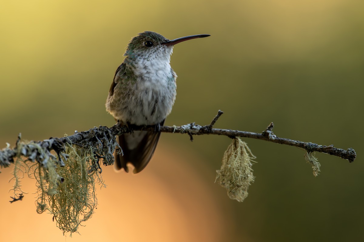 Green-and-white Hummingbird - ML641270946