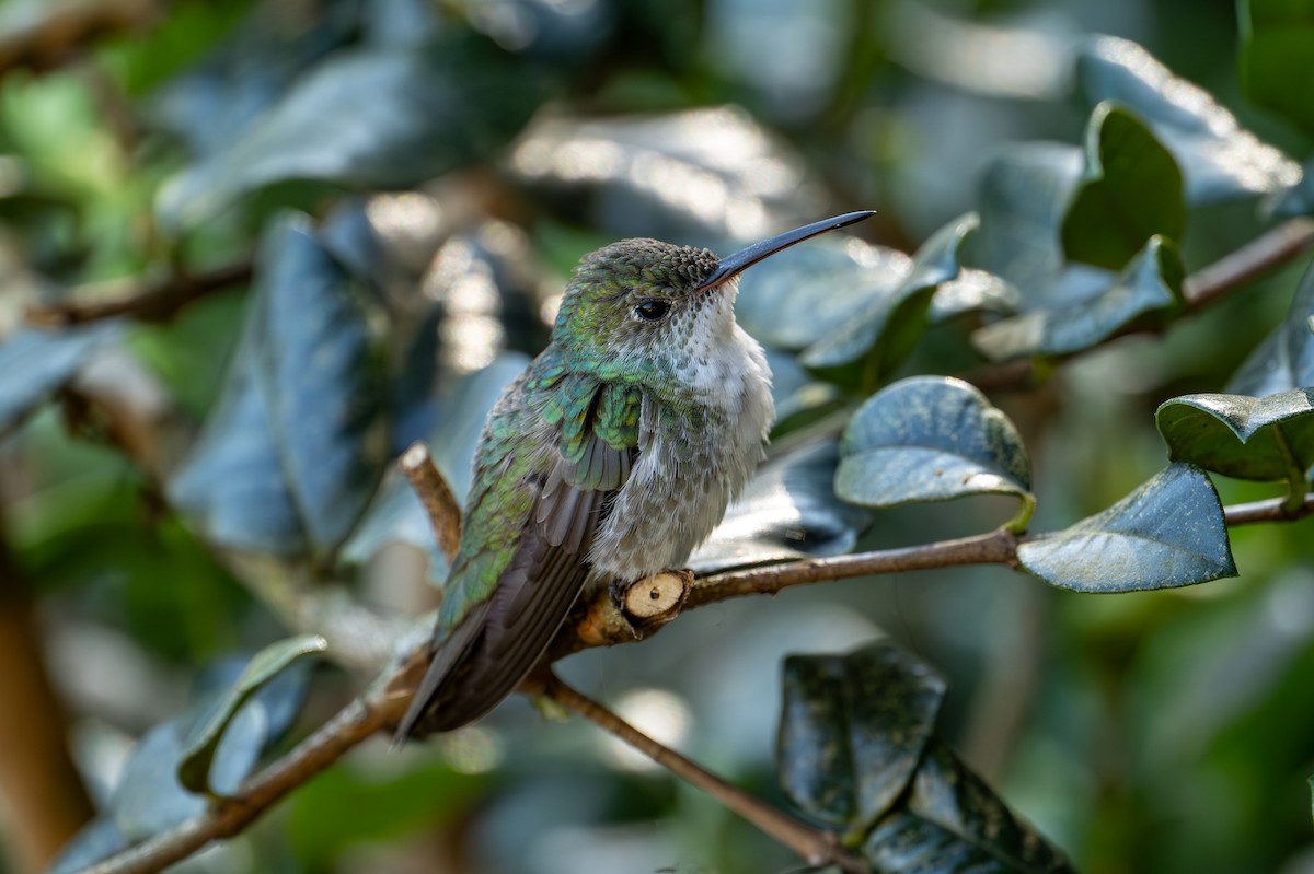 Green-and-white Hummingbird - ML641270947