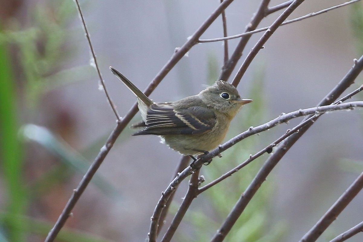 Western Flycatcher - ML641270979