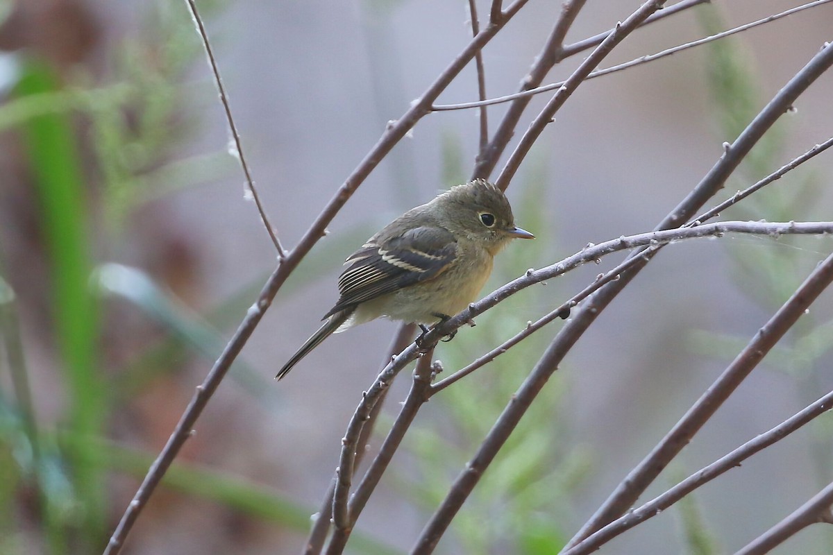Western Flycatcher - ML641270981