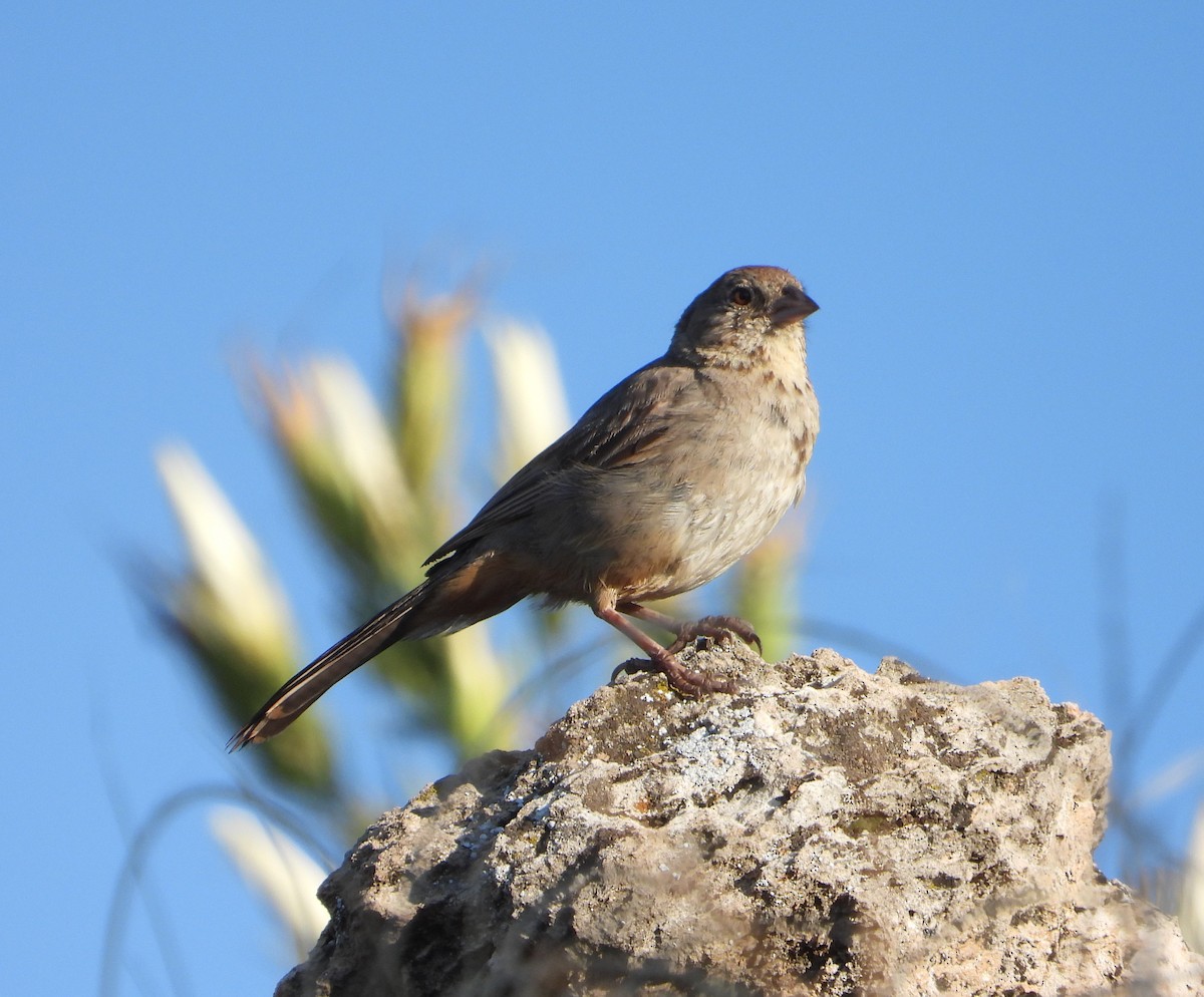 Toquí Pardo - ML641270983