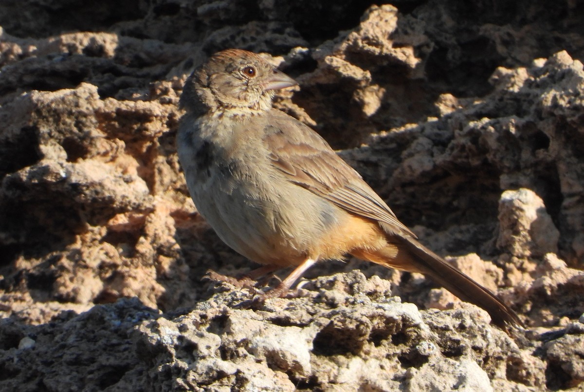 Toquí Pardo - ML641270984