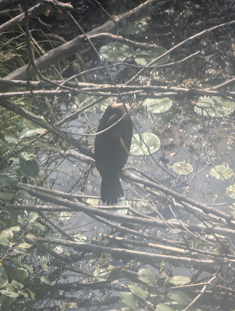 Cormoran à aigrettes - ML641271001
