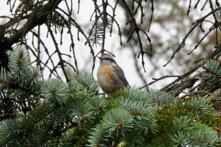 Red-breasted Nuthatch - ML641271005