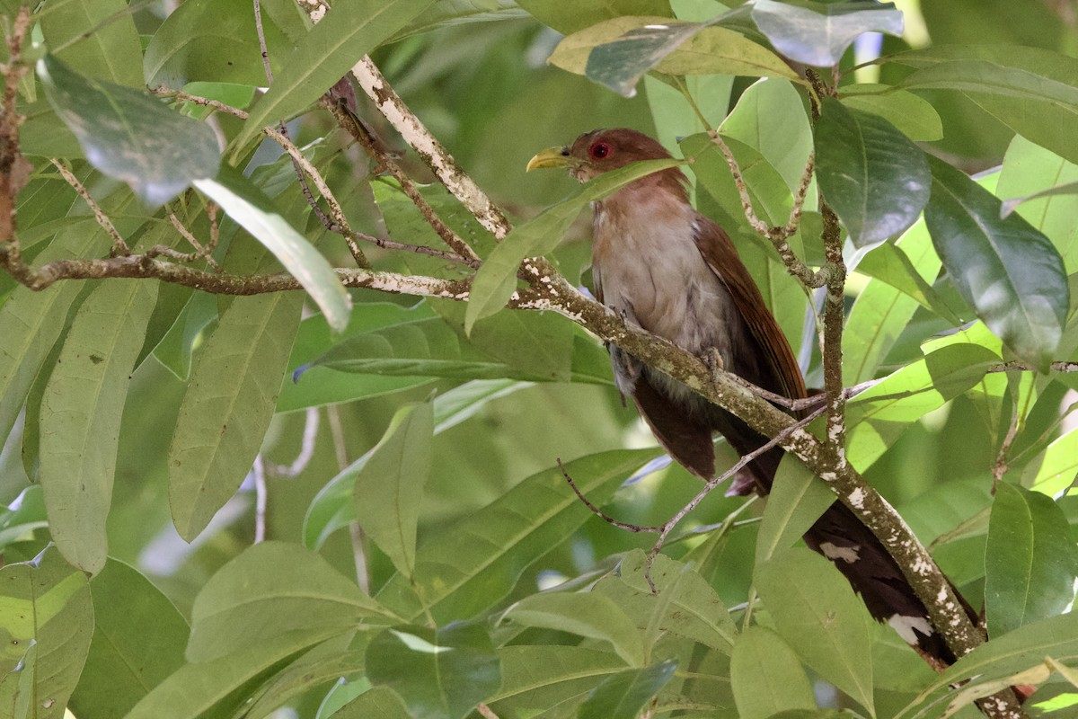 Little Cuckoo - ML641271010