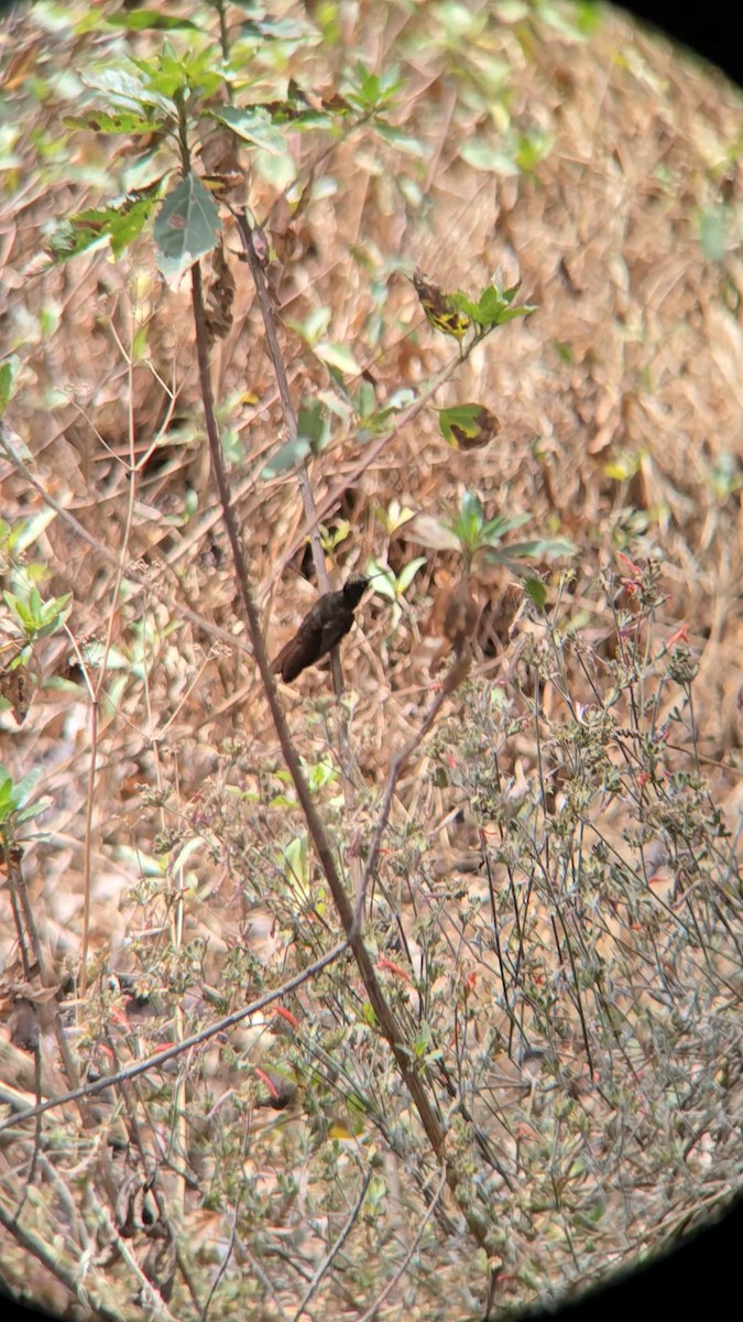 Black Metaltail - ML641271065