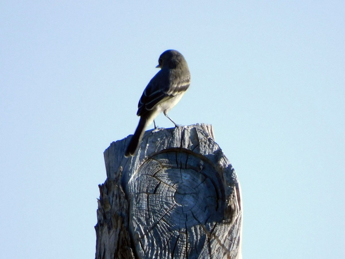 Gray Flycatcher - ML641271071