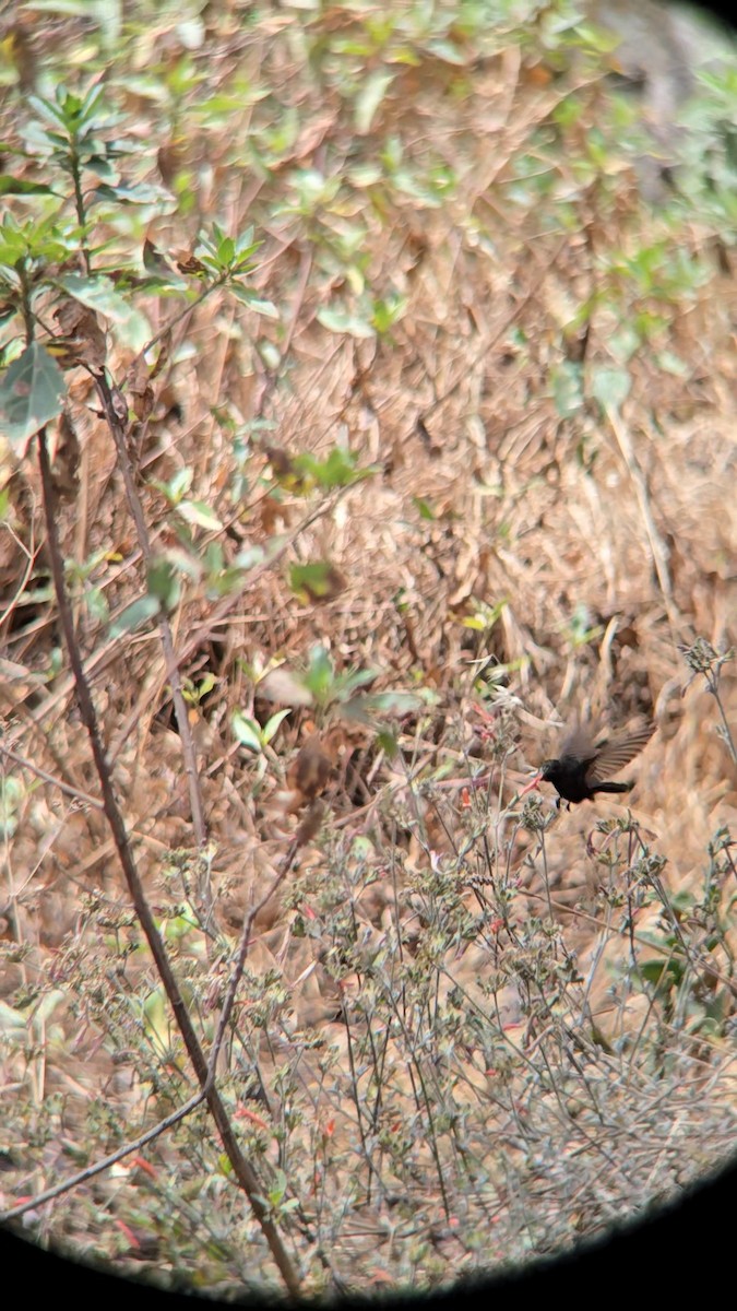 Black Metaltail - ML641271077
