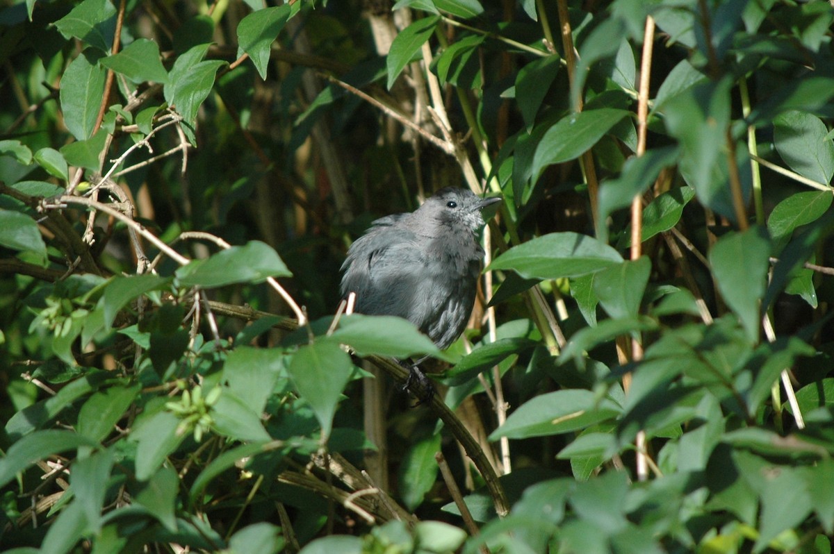 Gray Catbird - ML641271083