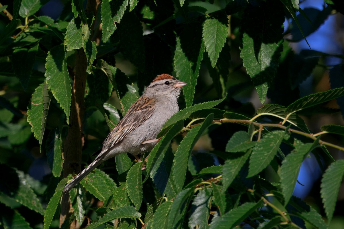 Chipping Sparrow - ML641271086