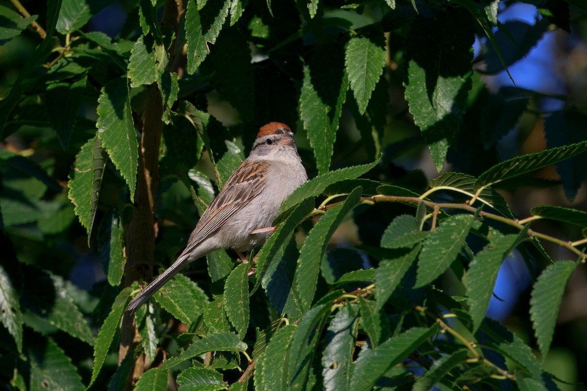 Chipping Sparrow - ML641271090