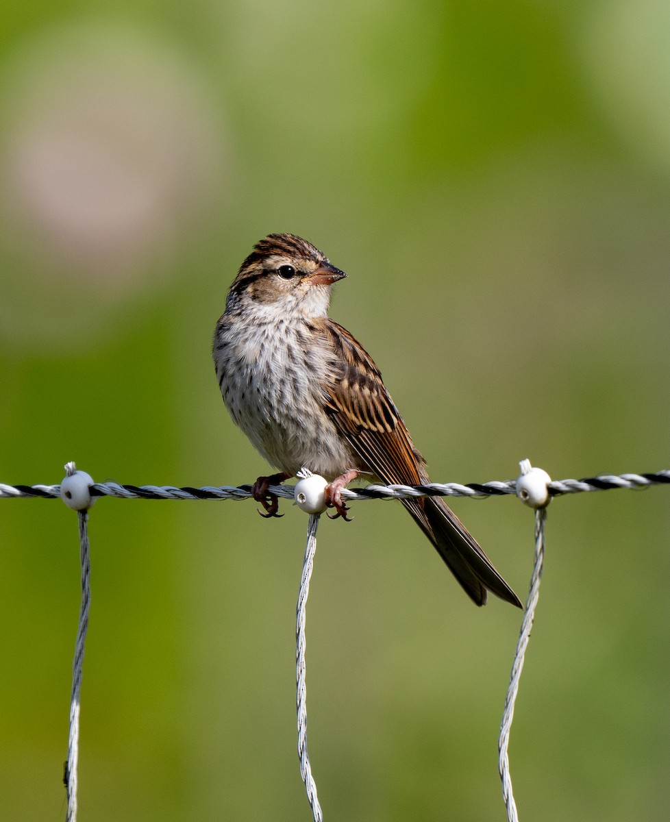 Chipping Sparrow - ML641271111