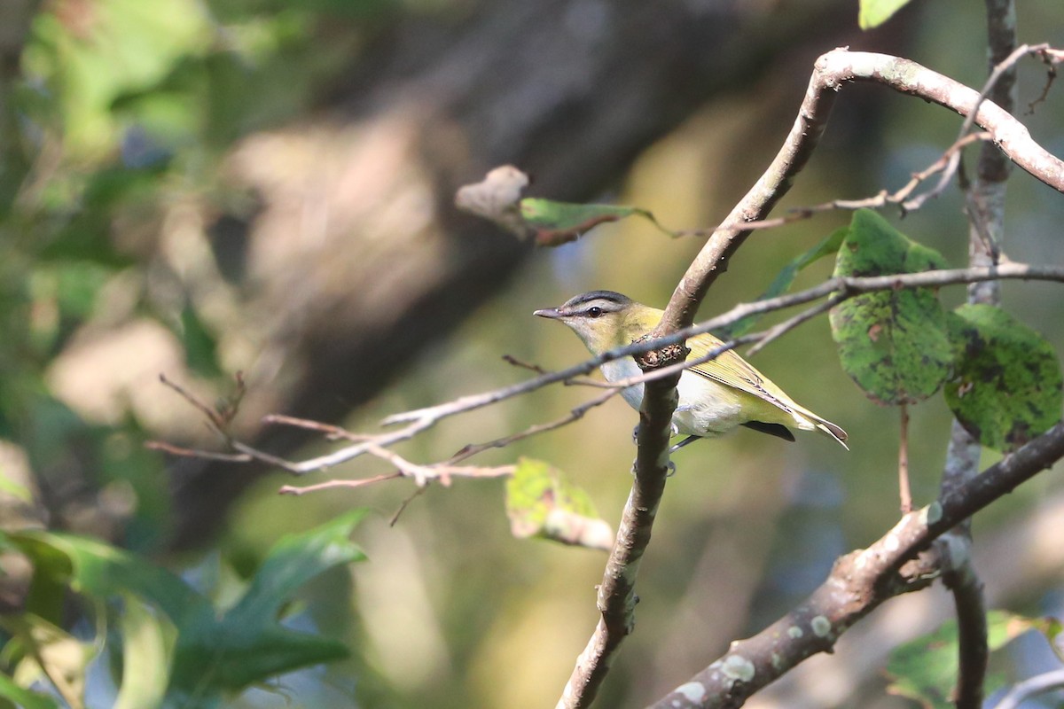 rødøyevireo - ML641271172