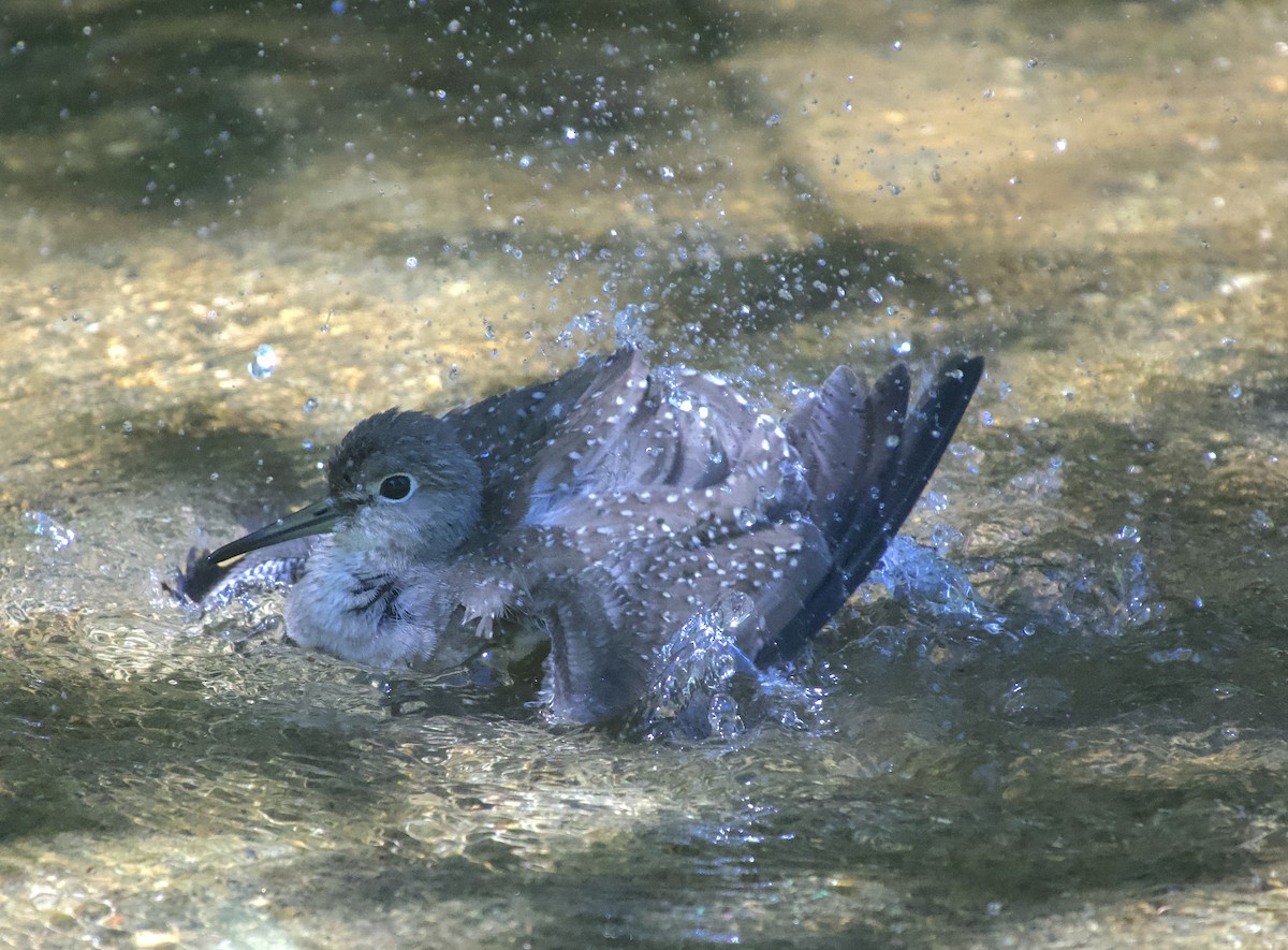 Solitary Sandpiper - ML641271180