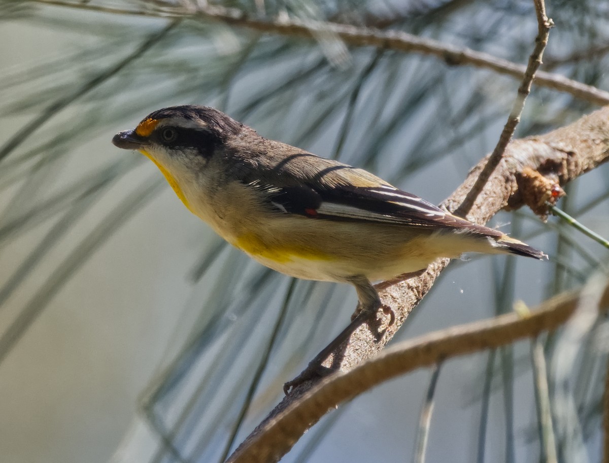 Striated Pardalote (Black-headed) - ML641271214