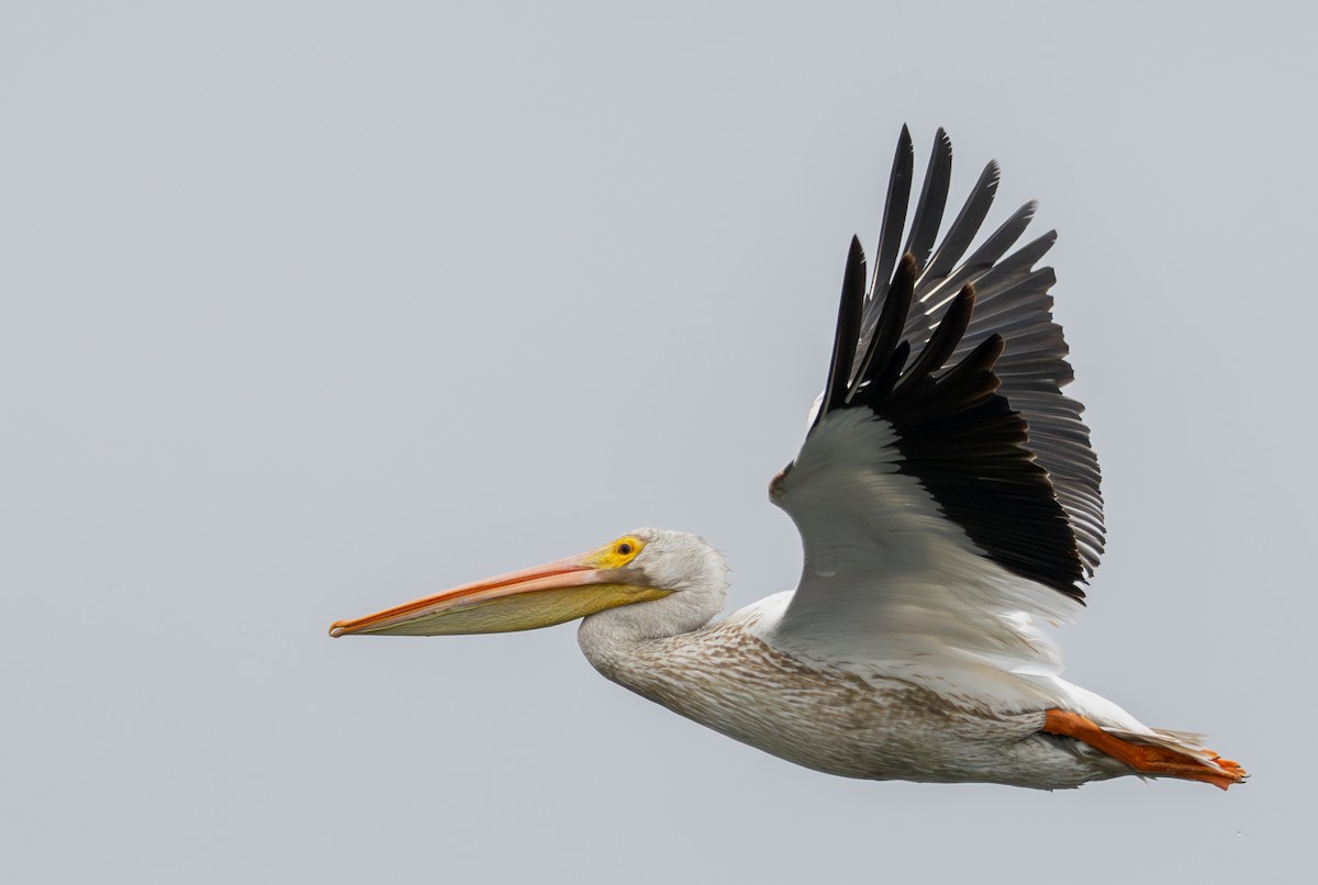 American White Pelican - ML641271217