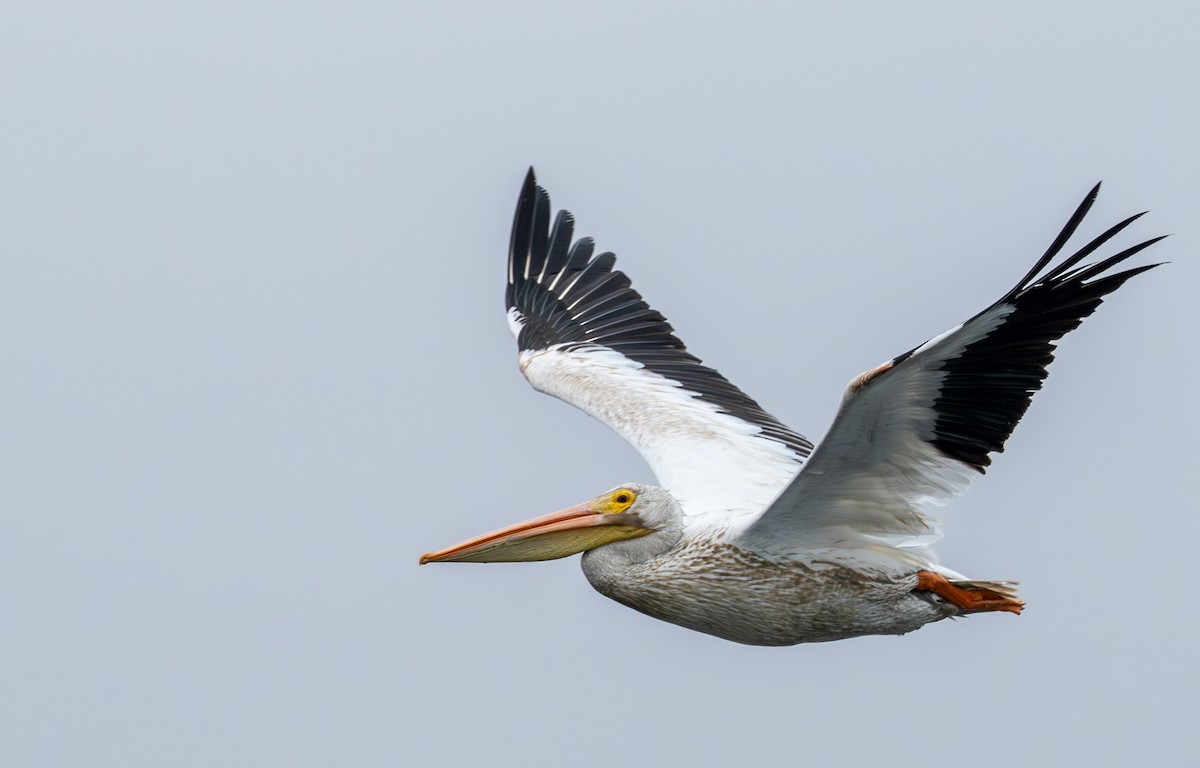American White Pelican - ML641271218