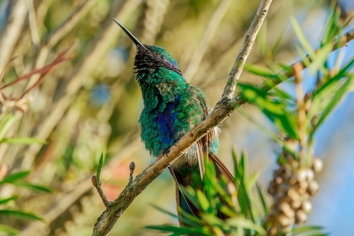 Sparkling Violetear - ML641271222